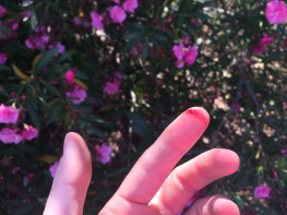 020_00001150-PHOTO-2017-06-22-16-10-09